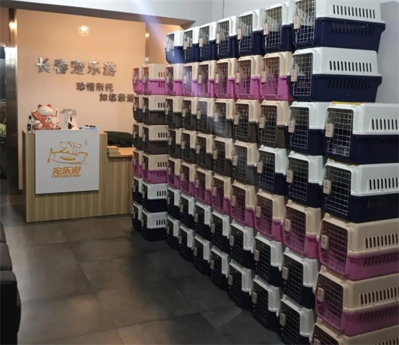 宠乐游托运一只猫咪要多少钱 宠乐游托运一只猫咪要多少钱