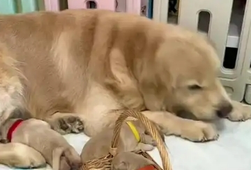 狗狗坐月子吃啥好