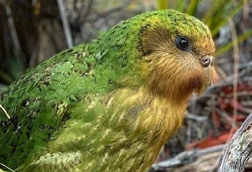 人工授精助力拯救新西兰极危鸮鹦鹉 人工授精助力拯救新西兰极危鸮鹦鹉