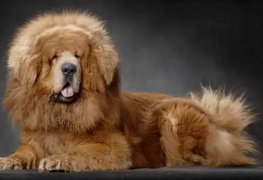藏獒的犬种介绍