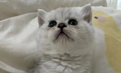 超百万只猫狗,从“钢城”卖到全国 超百万只猫狗,从“钢城”卖到全国