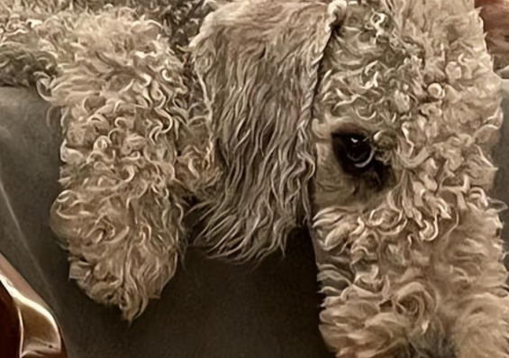 普安特兽药科普：贝灵顿梗犬——“我才不是灵顿羊”！