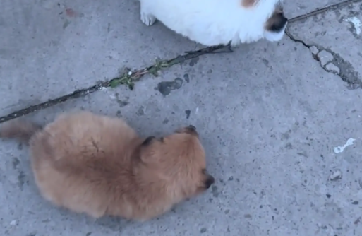 女子儿子把金毛当坐骑,看呆俩小奶狗 女子儿子把金毛当坐骑,看呆俩小奶狗