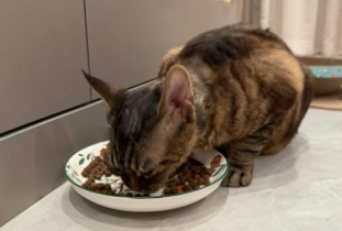 荒野盛宴猫粮，营养均衡之选！