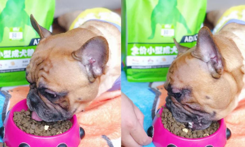 猫狗双全的铲屎官必看!比乐口粮推荐 猫狗双全的铲屎官必看!比乐口粮推荐