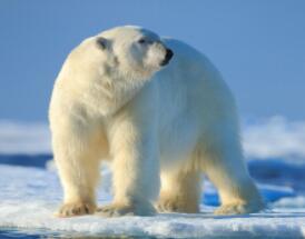 有多少种北极熊 有多少种北极熊