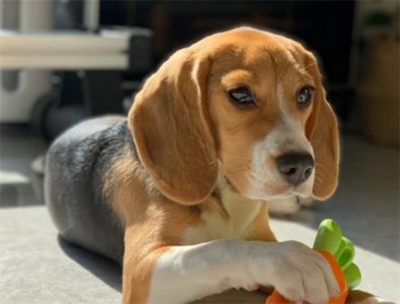 比较贪吃的比格犬应该怎么养呢