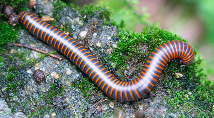 一平方放多少蚯蚓 一平方放多少蚯蚓