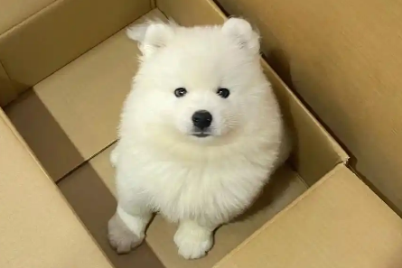 狗狗嘴里有像痰样的粘液