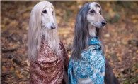 “狗界白富美”阿富汗猎犬，养得起都是土豪！
