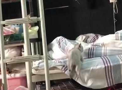 同学在寝室养了只猫!网友:看这猫咪上下铺,能笑一整天! 同学在寝室养了只猫!网友:看这猫咪上下铺,能笑一整天!