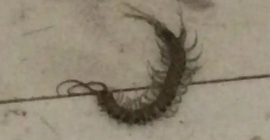 蜈蚣怎么可能爬到六楼