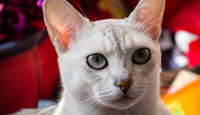 波米拉猫：美丽和贴心并存的猫中女神~看完心动吗？ 