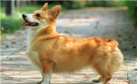 威尔斯柯基犬怎么养?养柯基有哪些注意的地方?
