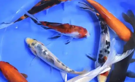 云峰海瑞水族造景系列获消费者热捧,以品质与服务赢得口碑 云峰海瑞水族造景系列获消费者热捧,以品质与服务赢得口碑