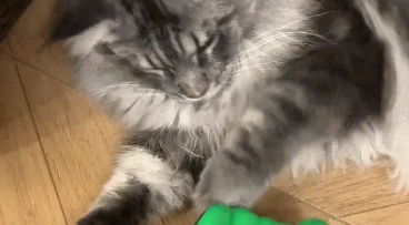 男子和猫咪玩游戏,猫咪反应快,男子被夹手 男子和猫咪玩游戏,猫咪反应快,男子被夹手