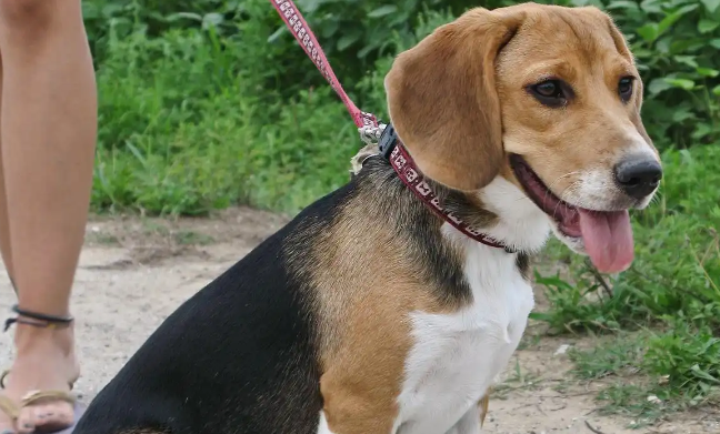 看完巴吉度犬这些缺点，你就懂为何它惨遭嫌弃？