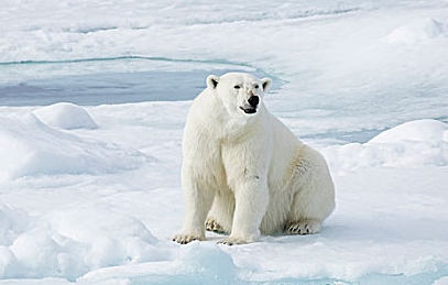挪威有北极熊吗 挪威有北极熊吗
