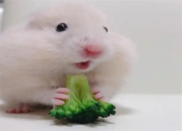 新手养仓鼠必看!仓鼠小白的保姆级攻略来啦! 新手养仓鼠必看!仓鼠小白的保姆级攻略来啦!