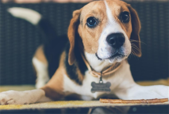 比格犬一天要动多久？释放活力有诀窍