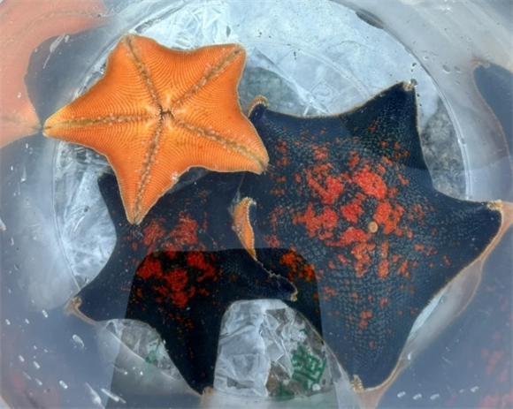 海星是怎么繁殖后代的
