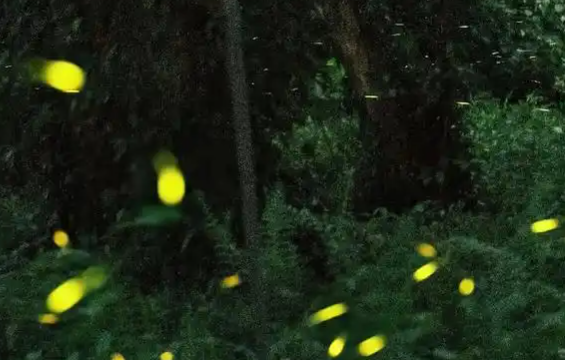 萤火虫怎么样