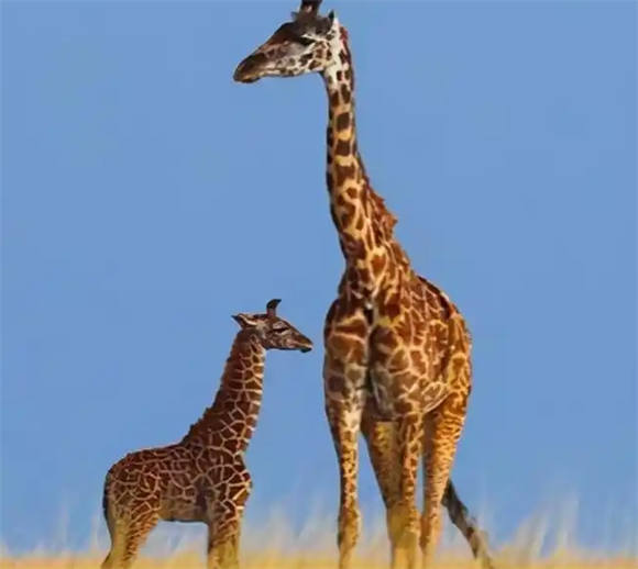 长颈鹿平均体重