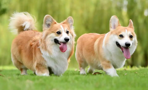 威尔斯柯基犬为什么要断尾巴?揭开断尾的争议真相 威尔斯柯基犬为什么要断尾巴?揭开断尾的争议真相