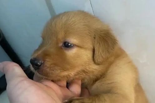 小狗没奶喝是什么症状
