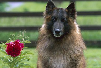 走进比利时坦比连犬：犬界的进化史