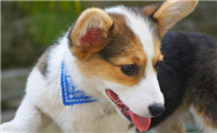 威尔斯柯基犬的种类有哪些？本文一一为你介绍