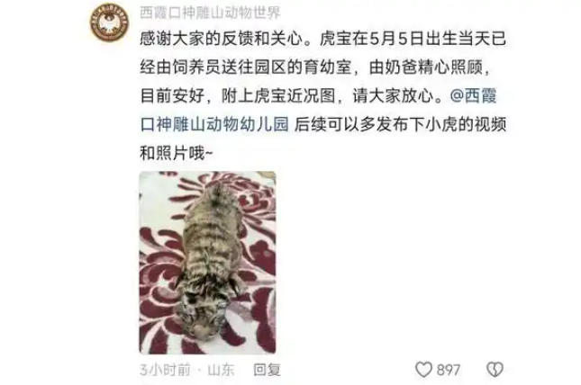 小老虎生在墙角无人过问?动物园:生下来后就发现了,目前安好 小老虎生在墙角无人过问?动物园:生下来后就发现了,目前安好