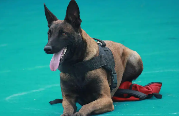 马犬什么颜色最正宗? 马犬什么颜色最正宗?