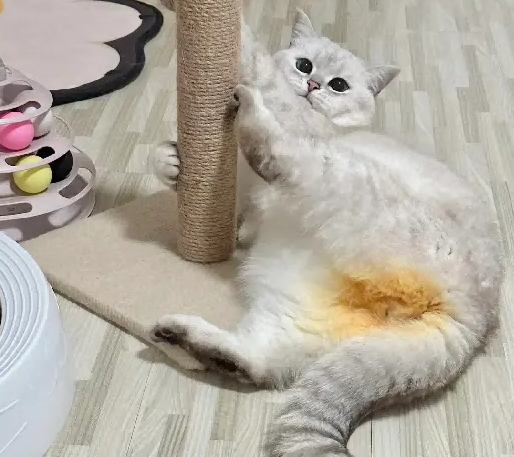 网友好奇明明一身银色,为啥都说它是金渐层,直到猫转个身,笑喷了! 网友好奇明明一身银色,为啥都说它是金渐层,直到猫转个身,笑喷了!