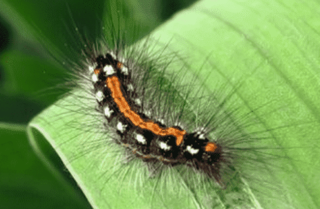 毛毛虫种类有多少种 毛毛虫种类有多少种