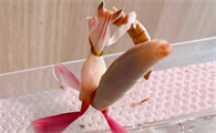 兰花螳螂成体多大