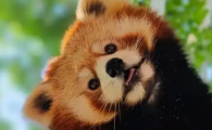 哪里可以看到小熊猫
