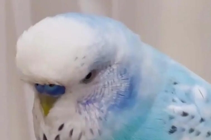 虎皮鹦鹉生活在哪里