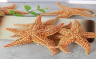 中药海星的价格是多少