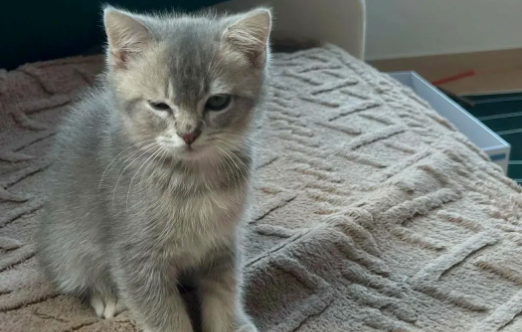 女子驾驶宝马车拖行小猫致死悉意外? 女子驾驶宝马车拖行小猫致死悉意外?