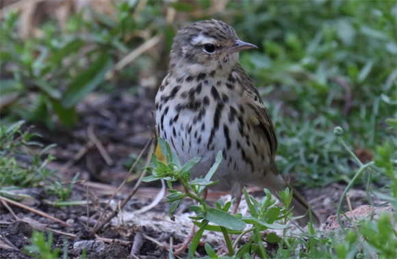 麻雀的家在哪里 麻雀的家在哪里