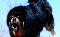 科普介绍：探秘獒犬中的异类——鬼