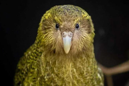 人工授精助力拯救新西兰极危鸮鹦鹉 人工授精助力拯救新西兰极危鸮鹦鹉