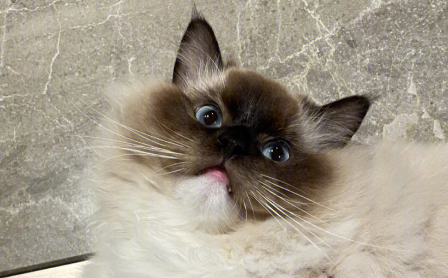 巴厘猫的独特魅力与健康秘诀！