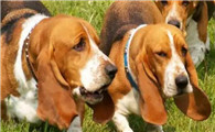 巴吉度犬是一种好养的狗狗吗？最主要的是这一点！