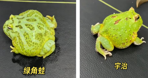 角蛙种类大揭秘：教你如何轻松分辨！