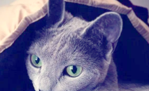 从苏格兰折耳猫到安哥拉猫，这些猫咪都给你带来哪些惊喜