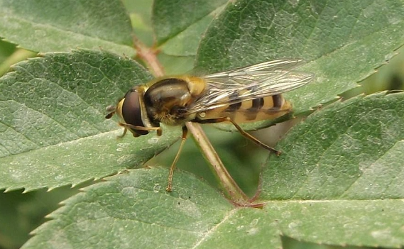 蓝莓有果蝇吗