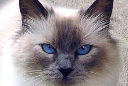 巴厘猫的猫的魅力秘诀独特魅力与健康秘诀！