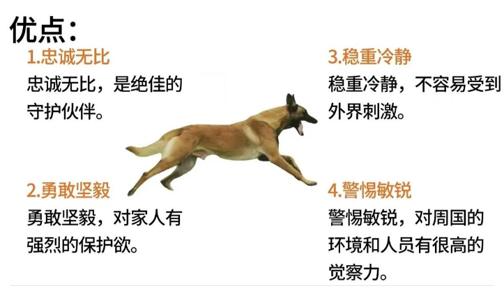 马犬的优点，你真的清楚吗？